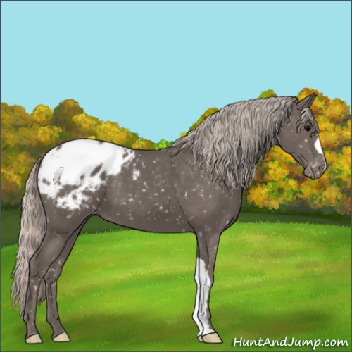 Horse Color:Silver Black Appaloosa 