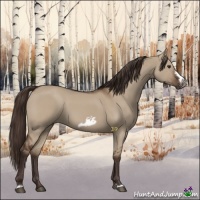 Horse Color:Liver Red Dun Frame 