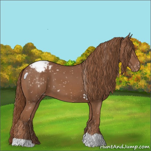 Horse Color:Chestnut Appaloosa 