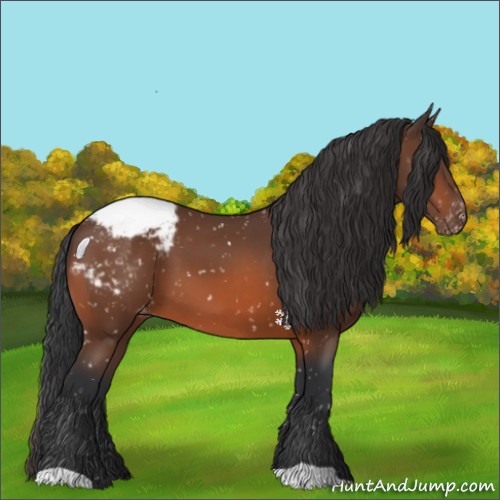 Horse Color:Bay Appaloosa 
