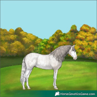 Horse Color:Silver Grullo Ice Roan Splash
