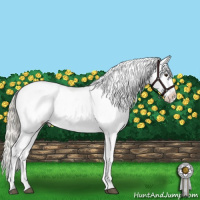 Horse Color:Silver Buckskin Roan Dun Appaloosa 