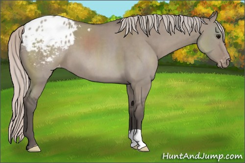 Horse Color:Silver Grullo Appaloosa 