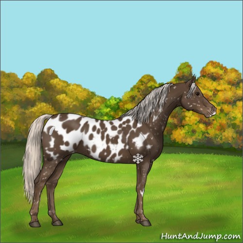 Horse Color:White Spotted Silver Smoky Black Appaloosa 