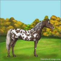 Horse Color:White Spotted Silver Smoky Black Near Leopard 