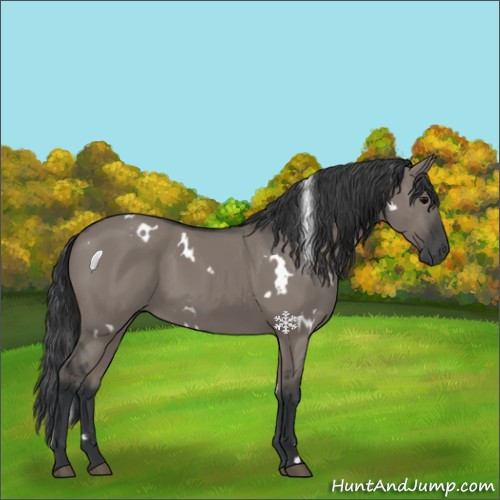 Horse Color:White Spotted Grullo 