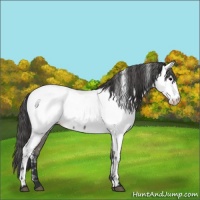 Horse Color:White Spotted Grullo Roan Appaloosa 