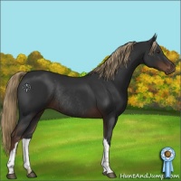 Horse Color:Liver Chestnut Rabicano