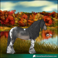 Horse Color:Black Tobiano 