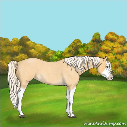 Horse Color:Palomino Roan Splash