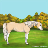 Horse Color:Palomino Roan Splash 