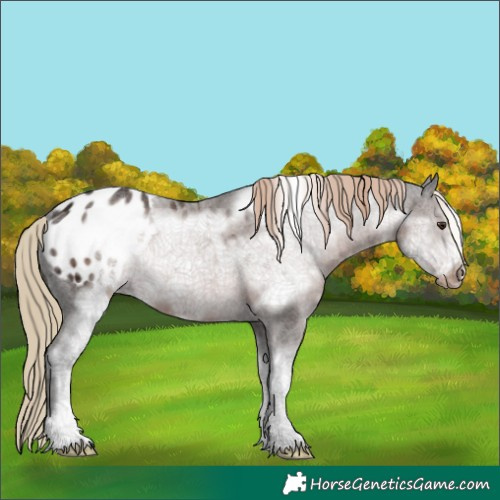 Horse Color:Liver Chestnut Ice Sabino Frame Appaloosa 