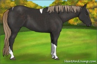 Horse Color:Liver Chestnut Tobiano 