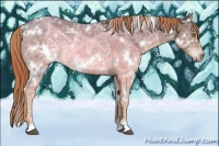 Horse Color:White Spotted Liver Chestnut Ice 
