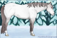 Horse Color:Chocolate Sable Champagne Chinchilla Roan Mushroom Snowcap 