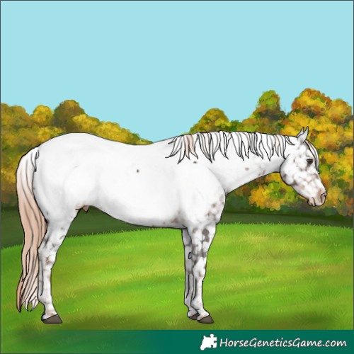 Horse Color:Liver Chestnut Tobiano Appaloosa 