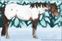 Horse Color:Liver Chestnut Tobiano Appaloosa