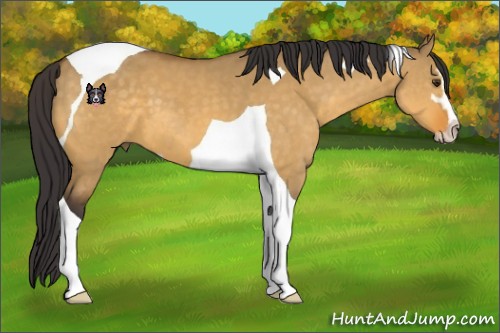 Horse Color:Buckskin Dun Sabino Tobiano 
