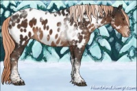 Horse Color:Liver Chestnut Sabino Tobiano Near Leopard 