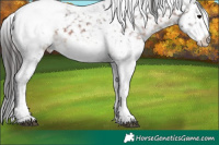 Horse Color:White Spotted Brown Tobiano Appaloosa Rabicano