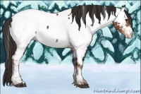 Horse Color:Liver Chestnut Sabino Tobiano Appaloosa Rabicano 