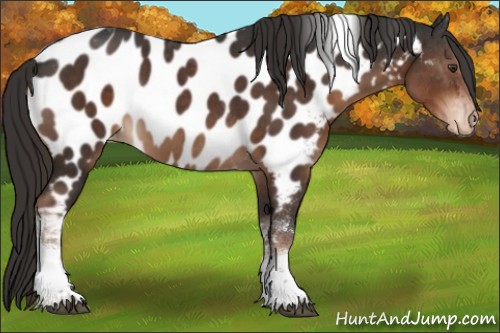 Horse Color:Liver Chestnut Sabino Tobiano Appaloosa Rabicano 
