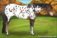 Horse Color:Liver Chestnut Sabino Tobiano Near Leopard Rabicano 