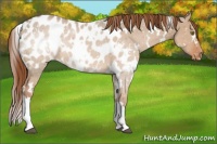 Horse Color:White Spotted Red Dun Appaloosa 