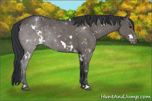 Horse Color:White Spotted Black Snowcap Rabicano
