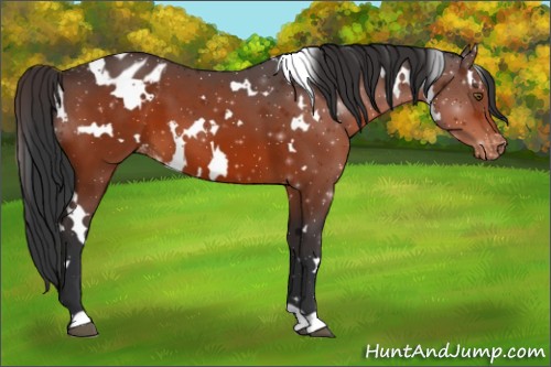 Horse Color:White Spotted Brown Appaloosa 