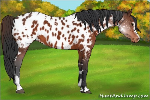 Horse Color:White Spotted Brown Sabino Appaloosa 