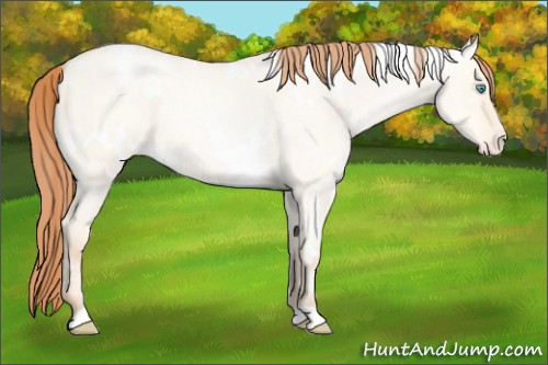 Horse Color:White Spotted Classic Cream Champagne Roan Pearl Dun Appaloosa 