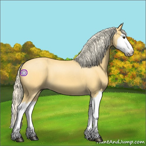 Horse Color:Palomino Roan Splash 