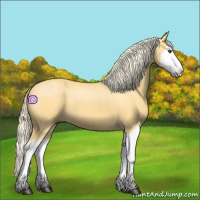 Horse Color:Palomino Roan Splash 