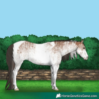 Horse Color:Classic Champagne Roan Tobiano Rabicano  and White Spotted Bay Tobiano Rabicano 