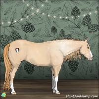 Horse Color:Gold Champagne 