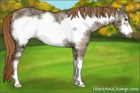 Horse Color:Red Dun Ice Sabino Frame Rabicano 