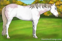 Horse Color:Watercolor Red Dun Sabino Splash Frame 