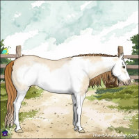 Horse Color:Red Dun Roan Splash Frame 