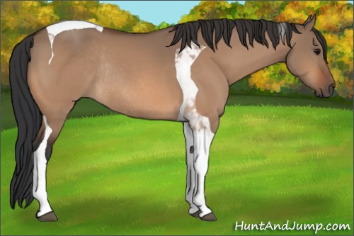 Horse Color:Bay Dun Tobiano Rabicano 