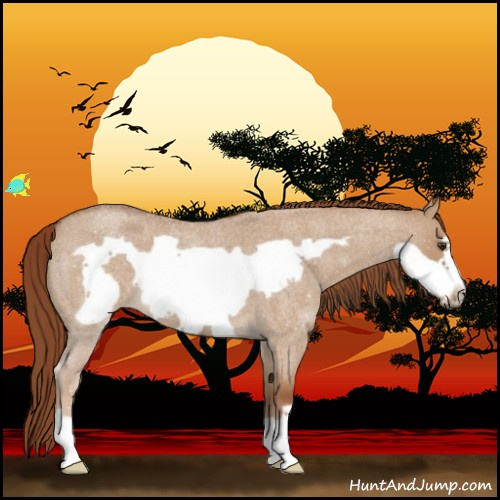 Horse Color:Red Dun Roan Frame 