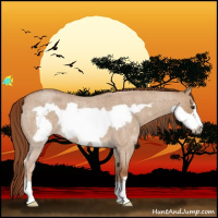 Horse Color:Red Dun Roan Frame 