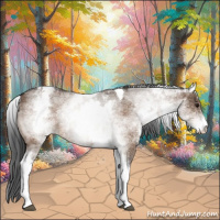 Horse Color:White Spotted Bay Dun Tobiano 