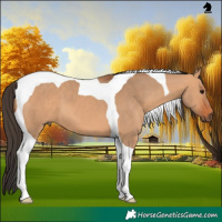 Horse Color:Bay Dun Tobiano 
