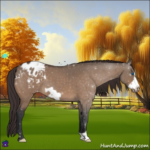 Horse Color:Brown Roan Dun Frame Appaloosa 