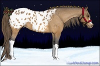 Horse Color:Buckskin Appaloosa