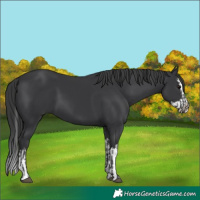 Horse Color:Black and Black Splash
