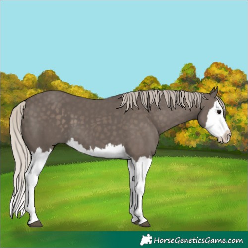 Horse Color:Silver Black Splash 