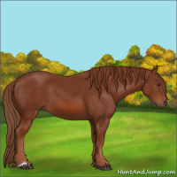 Horse Color:Chestnut 
