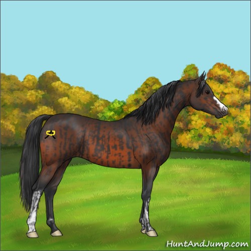 Horse Color:Black  and Brown 
